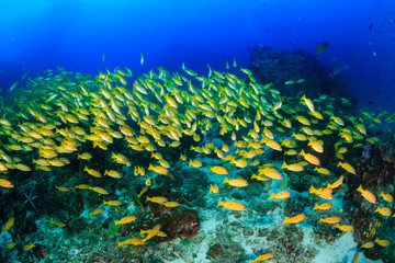 Fototapeta na wymiar Colorful Snapper and other tropical fish swimming around a coral reef