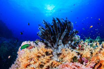 Fototapeta na wymiar A beautiful, colorful tropical coral reef system in Asia