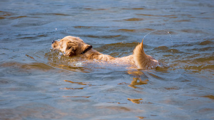 Obraz premium The dog is swimming on the water in the lake