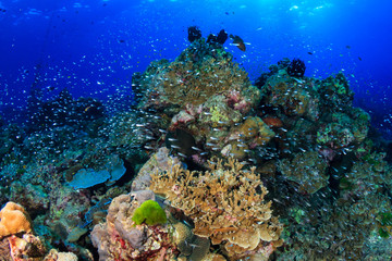 Fototapeta na wymiar Shoals of colorful tropical fish swimming around a beautiful tropical coral reef