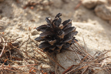 Coniferous cone on the ground in the forest