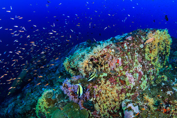Shoals of colorful tropical fish swimming around a beautiful tropical coral reef