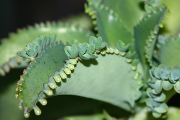 a bud on leaf