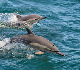 Naklejka premium Common Dolphins
