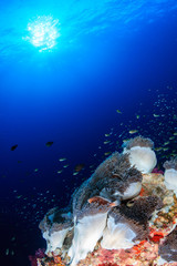 Fototapeta na wymiar Skunk Clownfish and anemones on a beautiful tropical coral reef