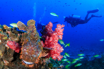 Camouflaged Scorpionfish hiding on a coral pinnacle while SCUBA divers swim in the background