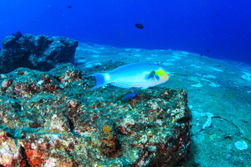 Naklejka na ściany i meble Colorful Parrotfish feeding on a tropical coral reef