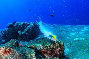 Fototapeta na wymiar Colorful Parrotfish feeding on a tropical coral reef