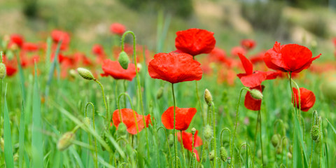 Sun on poppies copy space for text