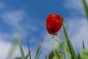 Sun on poppies in Catalunya with blue sky
