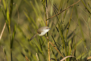 Yellow-eyed babbler, Chrysomma sinense, Mount Abu, Rajasthan, India