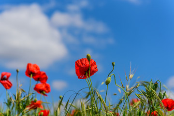 Naklejka premium Sun on poppies in Catalunya with blue sky