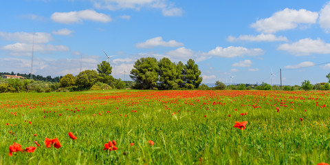 Fototapeta na wymiar Sun on poppies in Catalunya with blue sky