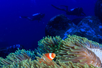 Fototapeta na wymiar A cute family of False Clownfish in their home anemone on a tropical coral reef