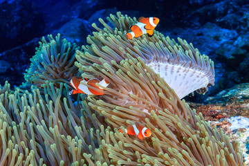 A cute family of False Clownfish in their home anemone on a tropical coral reef