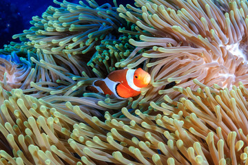 A cute family of False Clownfish in their home anemone on a tropical coral reef