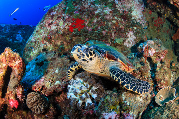 A curious Hawksbill Sea Turtle on a tropical coral reef