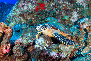 Fototapeta na wymiar A curious Hawksbill Sea Turtle on a tropical coral reef