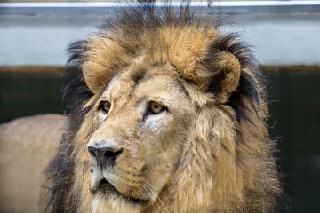 African Lion in a Zoo, close up