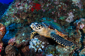 A curious Hawksbill Sea Turtle on a tropical coral reef
