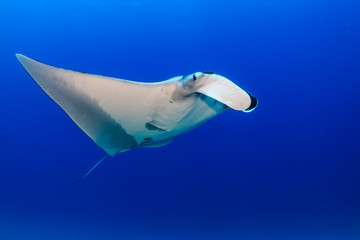 A majestic Oceanic Manta Ray swimming in clear blue water on a tropical coral reef in Asia