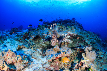 A beautiful Lionfish hunting on a colorful tropical coral reef