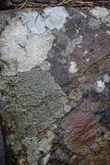 lichen on rock