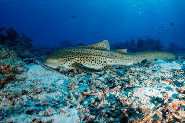 A beautiful Zebra (Leopard) Shark on the sea floor near a tropical coral reef in Thailand