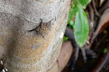 Bat on a tree in tropical rainforest, Manu National Park, Peru