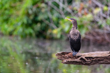 Neotropic Cormorant (Phalacrocorax brasilianus) in Manu National Park, Peru