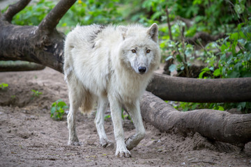 Obraz premium White Polar Wolf in Zoo of Berlin