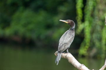 Neotropic cormorant (Phalacrocorax brasilianus) in Manu National Park, Peru