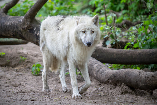 White Polar Wolf in Zoo of Berlin