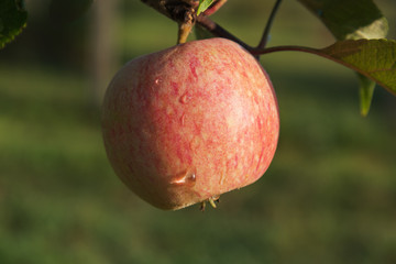 Fresh apple in orchard.