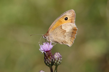 Große Ochsenauge (Maniola jurtina) sitzt auf Blüte