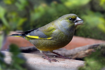 Grünfink (Chloris chloris) mit Futter im Schnabel