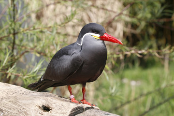 Inkaseeschwalbe (Larosterna inca) 