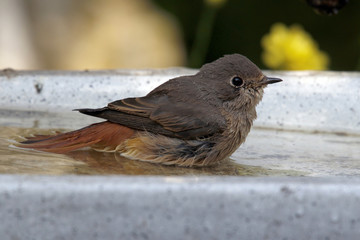 Hausrotschwanz (Phoenicurus ochruros) im Wasser
