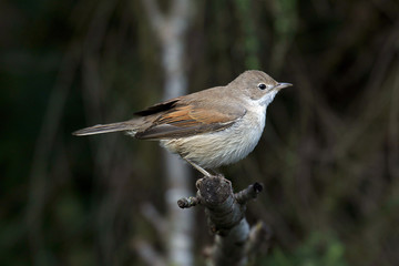 Klappergrasmücke (Sylvia curruca), oder Zaungrasmücke