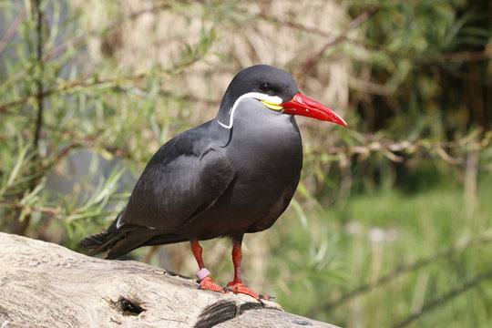Inkaseeschwalbe (Larosterna inca) 
