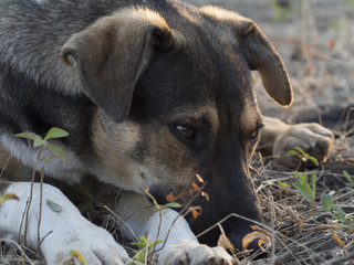 portrait of a sad stray dog