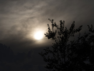 beautiful evening landscape with a setting sun and a tree