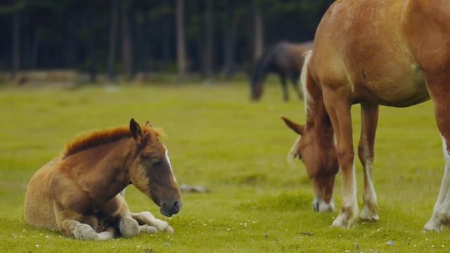 Horse and foal in pasture