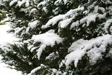 Schneebedeckte Tannenzweige in einer eiskalten Winterlandschaft