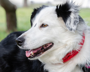 Portrait of adult Border collie with amber eyes and red bandana looking to the left with mouth open with green background