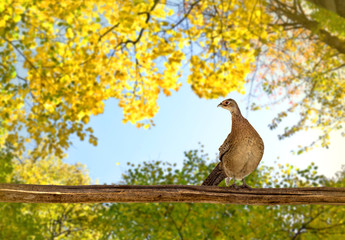 Female hen common pheasant ( Phasianus colchicus ) on twig in autumnal forest in sun light