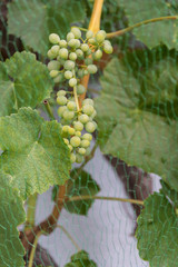 Bird net in front of grapes - close-up