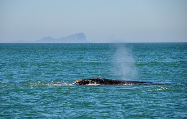 Fototapeta premium Southern Right Whale