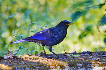Blue whistling thrush, Myophonus caeruleus, Corbett Tiger Reserve, Uttarakhand, India