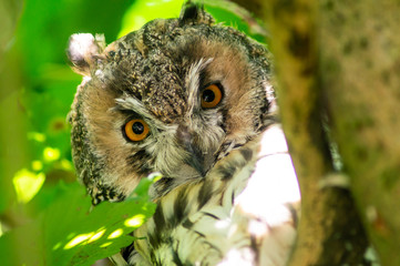 Neugierige Waldohreule